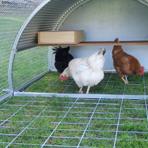 Fox Proof Floor - Chicken Roll with Small Extension