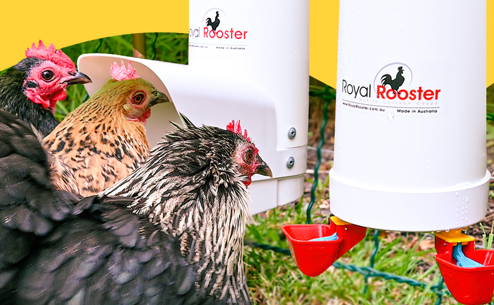 Royal Rooster feeder