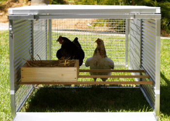 Insulating Your Coop! 