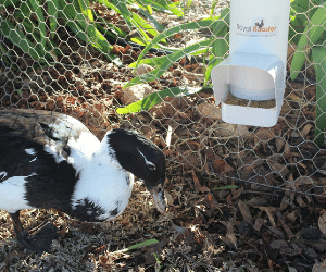 Duck With Feeder 2