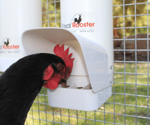 Eating From Feeder