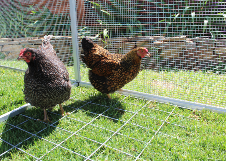 How to Fox Proof your Chicken Coop Royal Rooster