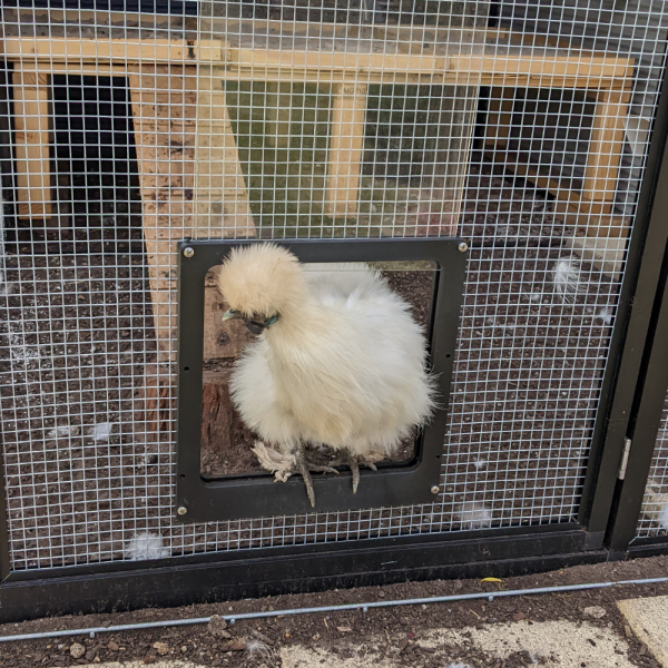 Manual Free Ranging Door 2
