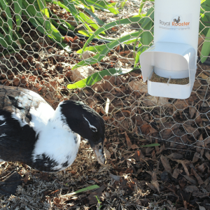 Duck With Feeder