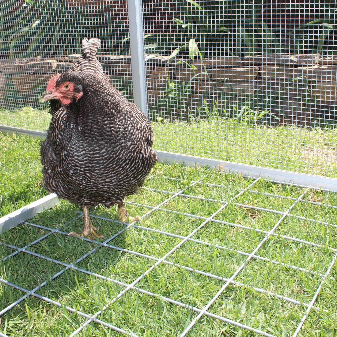 Fox_Proof_Floor-2_2_1_1_1_1_1_1_1_1_1 Fox Proof Floor 2 2 1 1 1 1 1 1 1 1 1