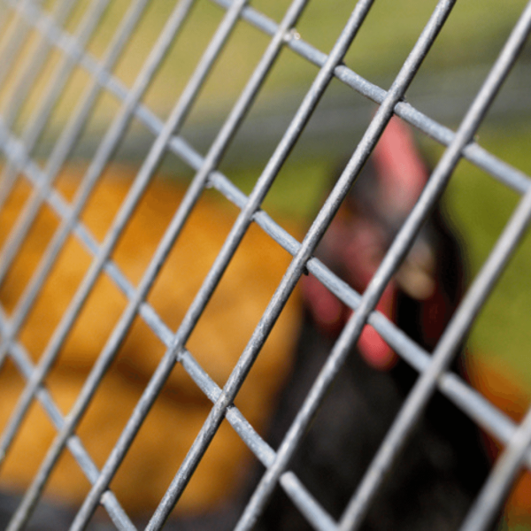 Standard Mesh