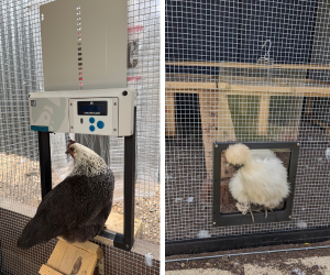 Chicken Access Doors