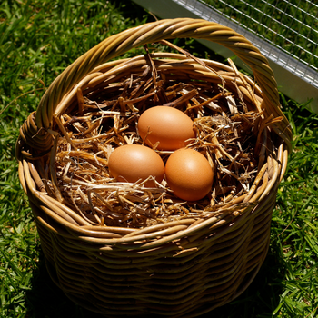 Basket of eggs