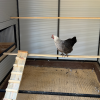 Flooring in a chicken coop