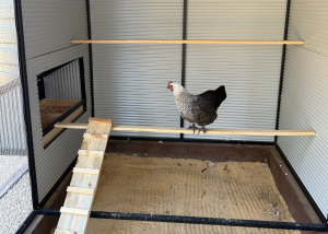 Flooring in a chicken coop