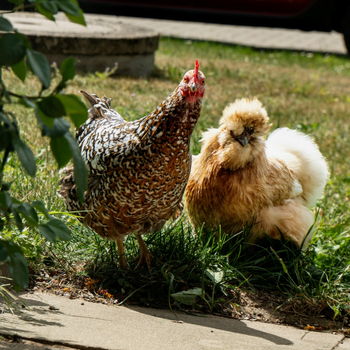 Two breeds of chickens