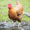 Chicken standing in mud