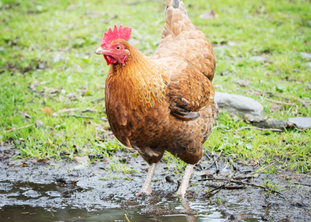 Chicken standing in mud