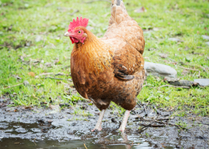 Chicken standing in mud