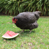 Chicken eating watermelon