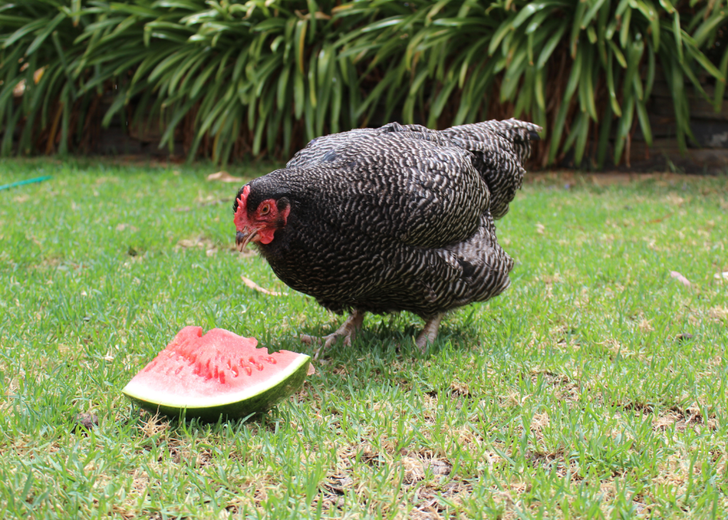 Chicken eating watermelon