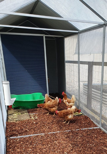 chickens in coop with wood chips