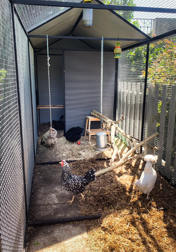 straw inside a chicken coop