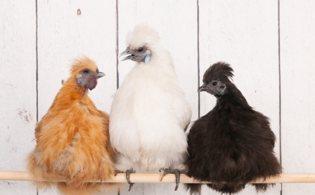 Chickens On Perch