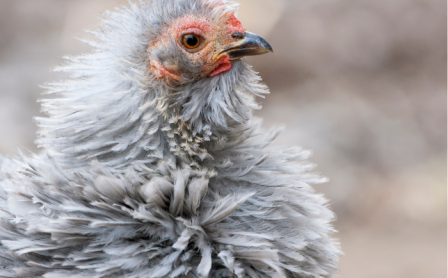 Frizzle Chicken