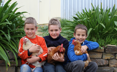 Boys With Their Pet Chickens