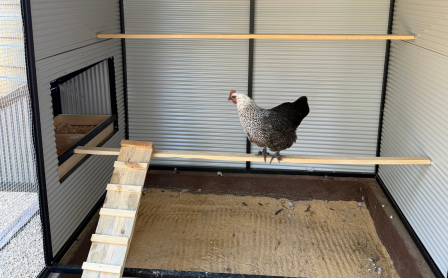 Flooring in a chicken coop