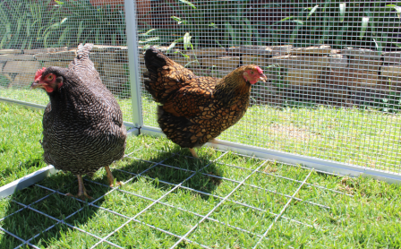 Chicken Inside Coop With Mesh Floor