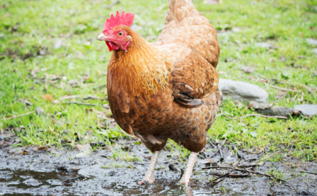 Chicken standing in mud
