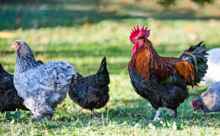 Do I Need A Rooster To Get Eggs?