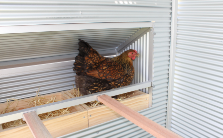 Stopped laying eggs
