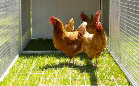 Chickens In Chicken Coop