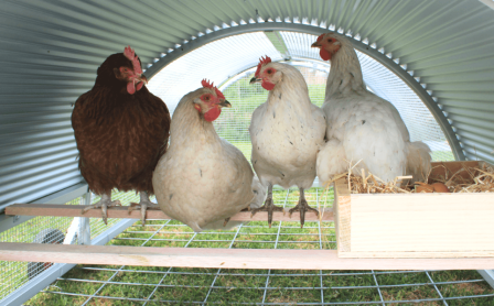 Chickens On Perch